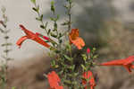 Scarlet calamint